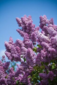 lilacs