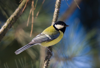 Obraz premium Tit on branch of pine