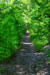 Obraz premium Empty hiking trail with green grass and trees in park
