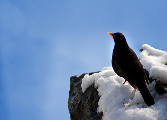 Vogel im Schnee - Futterquelle