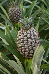 Pineapple fully grown immature fruit - Series on growth stages