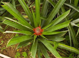 Fototapeta premium Pineapple small immature fruit - Series on growth stages