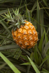 Obraz premium Pineapple fully grown ripe fruit - Series on growth stages