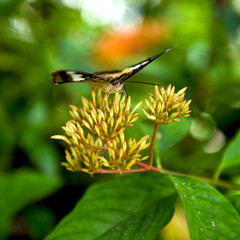 Schmetterling