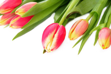 Tulip Boarder