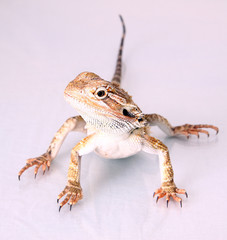 Bartagame