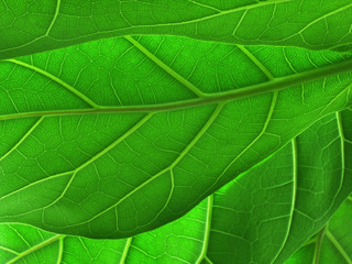 green leaves