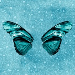 fond turquoise et ailes de papillon