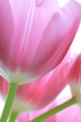 Obrazy na Szkle  Różowe tulipany
