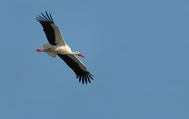cigogne blanche en vol