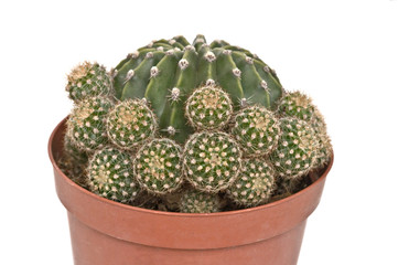 Close up of echinopsis cactus