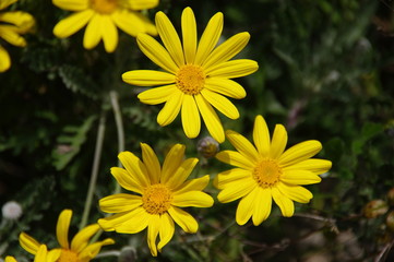 MARGUERITE