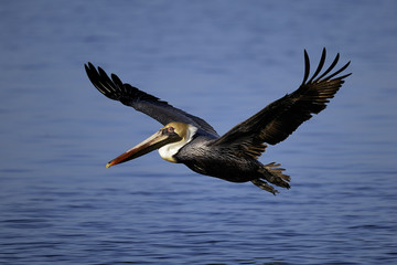 Brown Pelican portrait