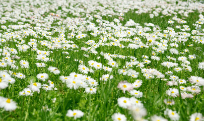Daisy meadow