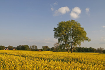 Baum im Rapsfeld, Osnabrücker Land, Germany
