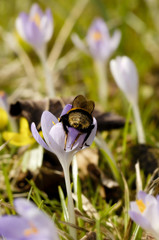 Krokus mit hungrigen Hummel
