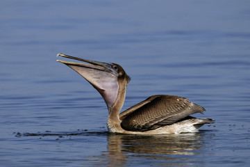 Brown Pelican portrait