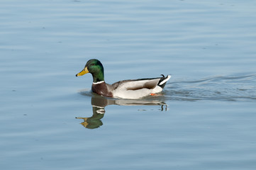 Male of mallard