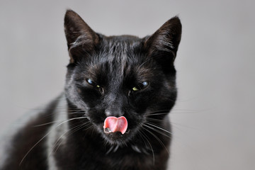 Black cat licking his nose