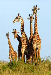 Obraz premium Family of giraffes