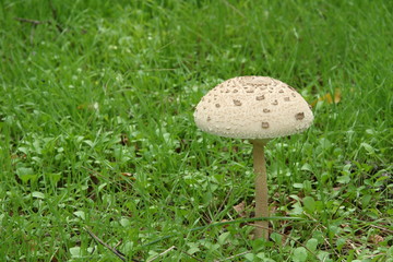 Parasol mushroom - Macrolepiota procera