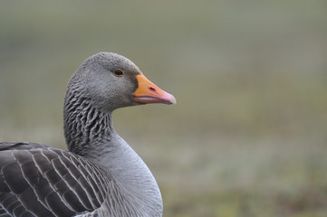Oie cendr&eacute;e  - Anser anser - Greylag Goose