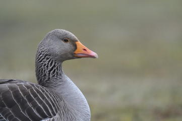 Oie cendrée  - Anser anser - Greylag Goose