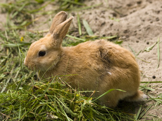 rabbit