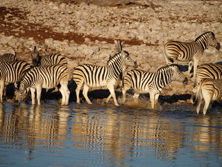 Fototapeta na wymiar zebrastreit