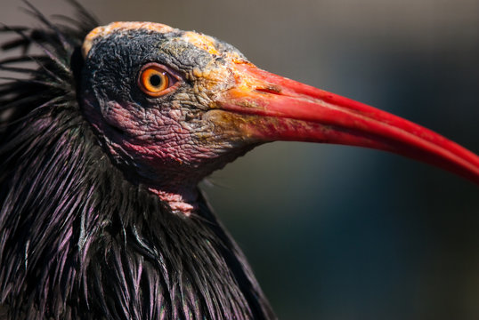 Waldrapp