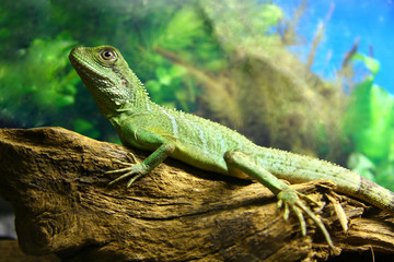 Green agama in the terrarium