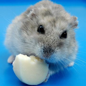 Hamster ruso