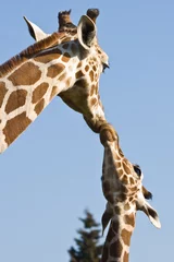 Papier Peint photo Girafe Mère et bébé girafe - amour et soins