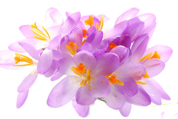 bunch of blue crocus  flowers on white background