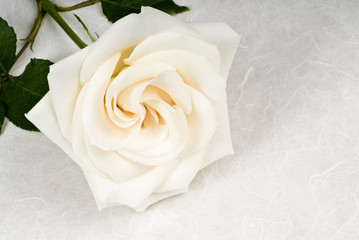 Fototapeta premium White Rose on Textured Paper