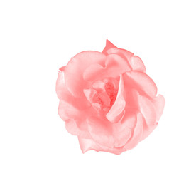 pink rose flower bloom isolated on white background