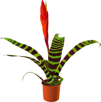 Window plant "vriesea splendens" (vector illustration)
