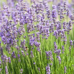 Blooming lavender flowers