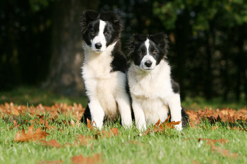 deux border collie assis côte à côte,de face, dans le bois