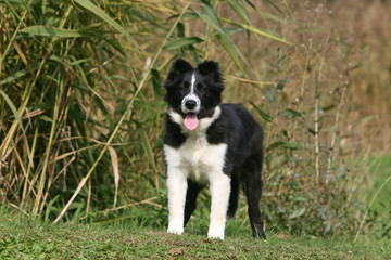 jeune border collie à la lisière d'un champ,regard attentif