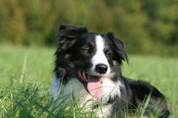 border collie noir et blanc au regard tendre allongé herbe