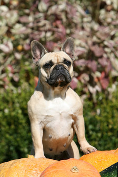 bouledogue fran&ccedil;ais pattes pos&eacute;es sur une citrouille