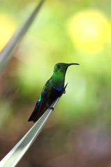 posed hummingbird