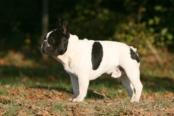 bouledogue français noir et blanc de profil © Dogs