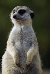 suricata