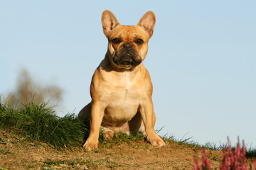 Fototapeta premium bouledogue français seul assis de face