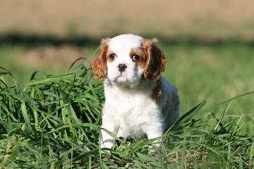 chiot cavalier king charles de face dans l'herbe