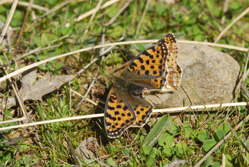 Obraz premium mariposa