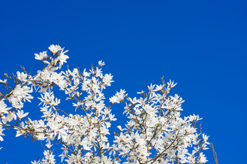 part of tree on a blue sky