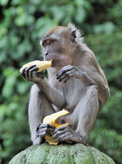 Monkey Eating Banana